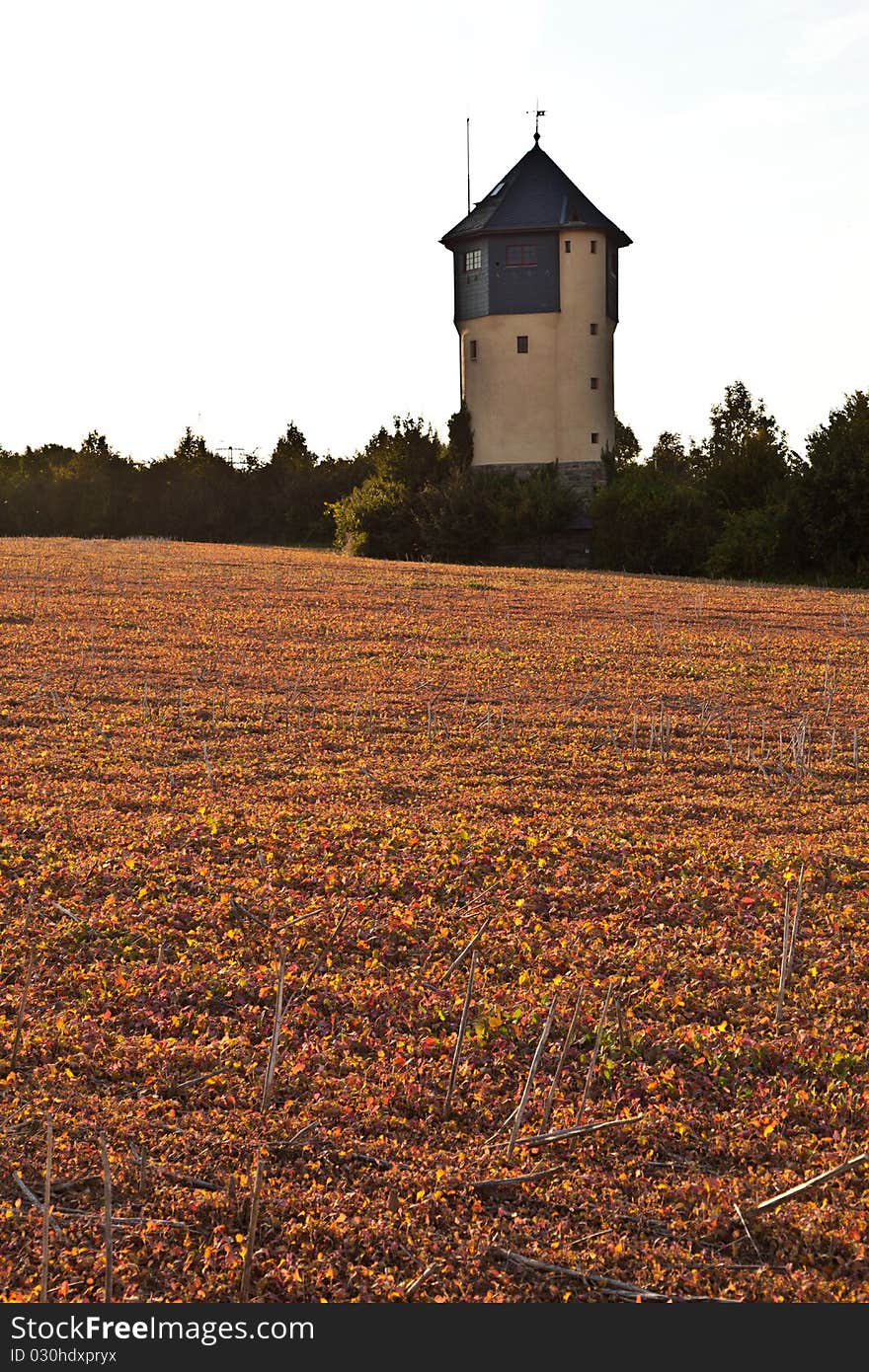 Field after harvest with plants in sunset