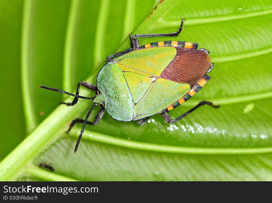 Colorful Shield Bug