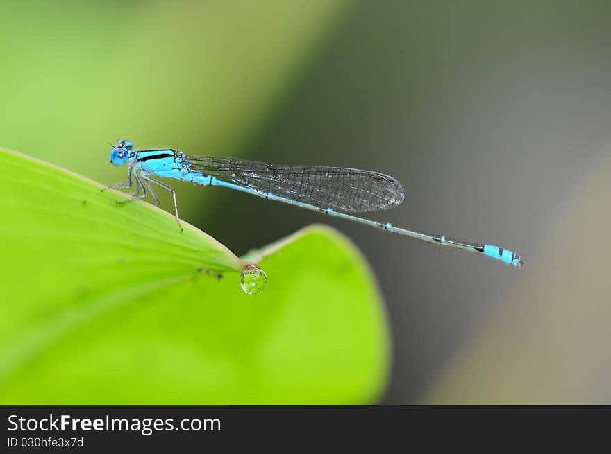 Blue Damselfly