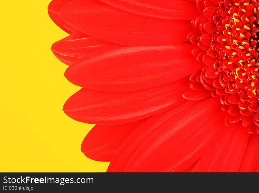 Petals of a red flower on a yellow background