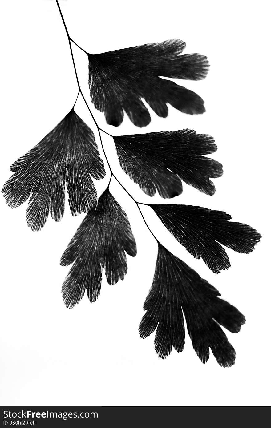 Silhouettes of leaves on a white background