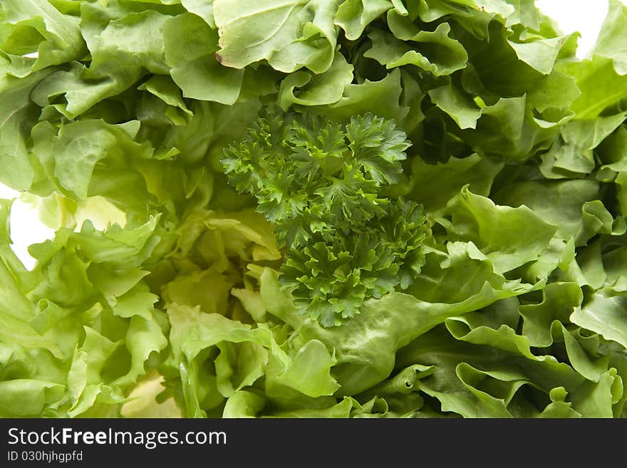 Endives with parsley