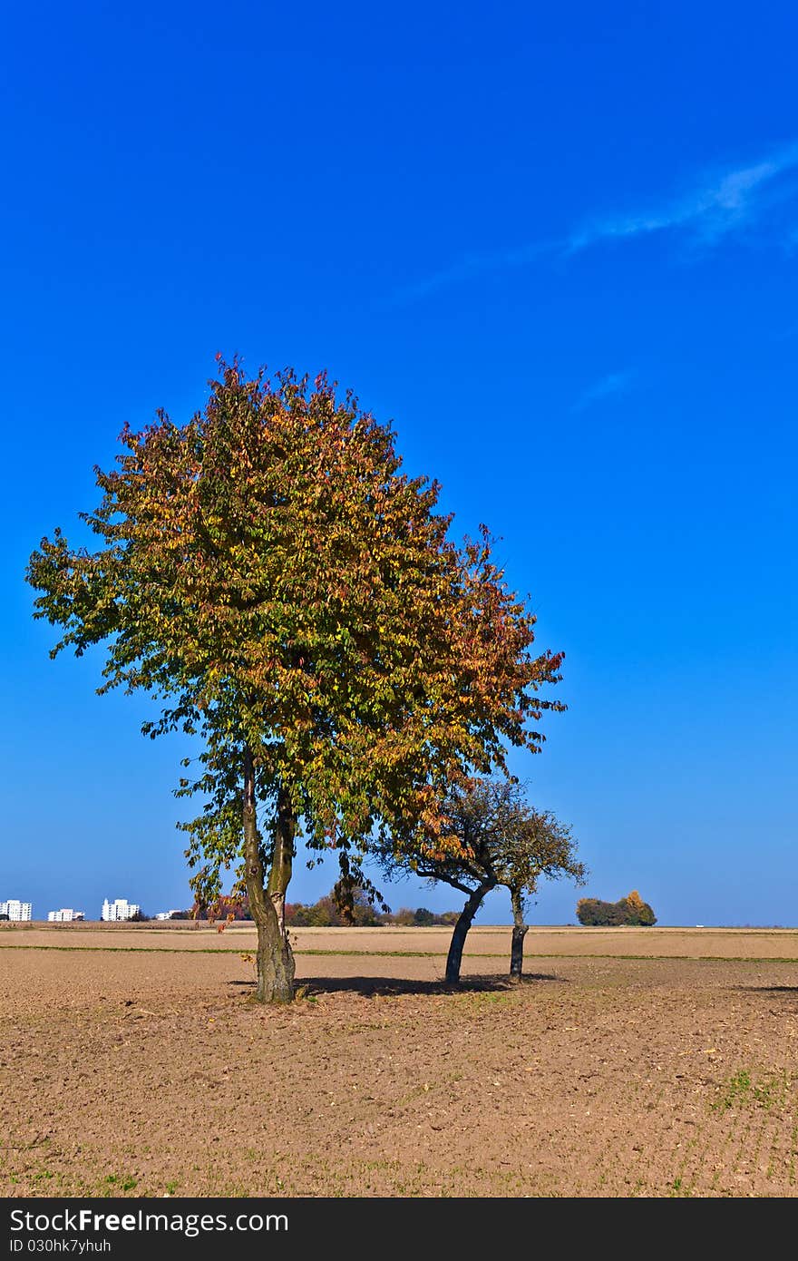 Beautiful tree in ploughed acre