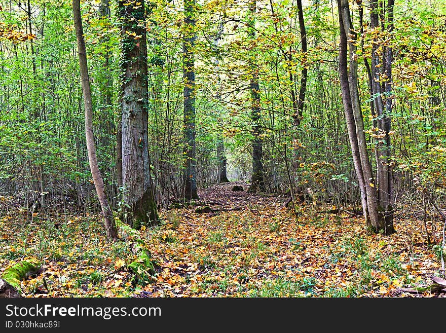 Path through old oak forest in beautiful light