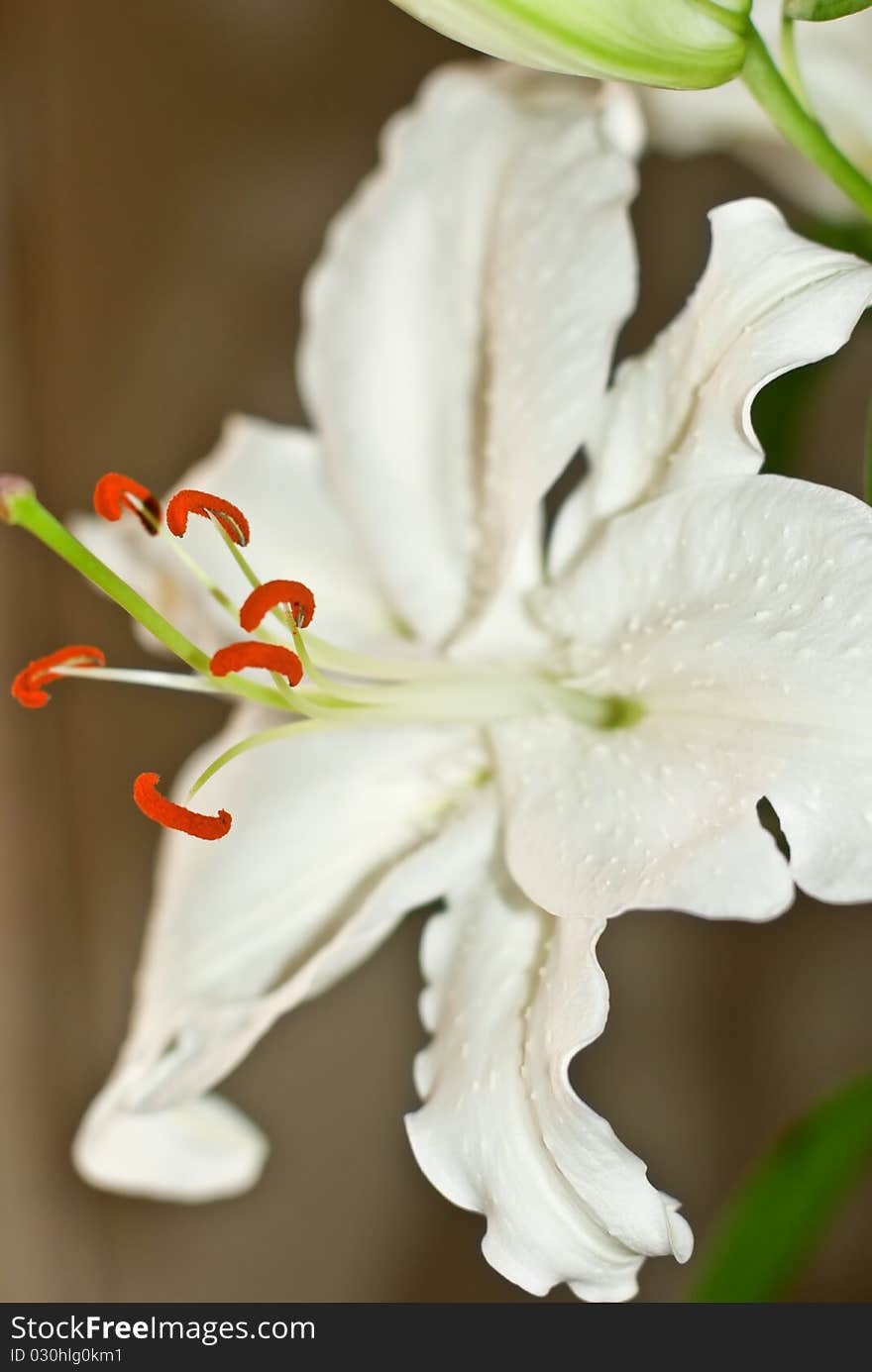 Bright bewitching stamens on a lily flower. Bright bewitching stamens on a lily flower