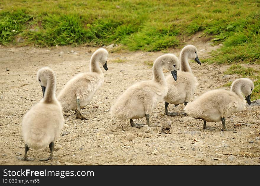 Young swan chicks looking for food on the lake beach. Young swan chicks looking for food on the lake beach