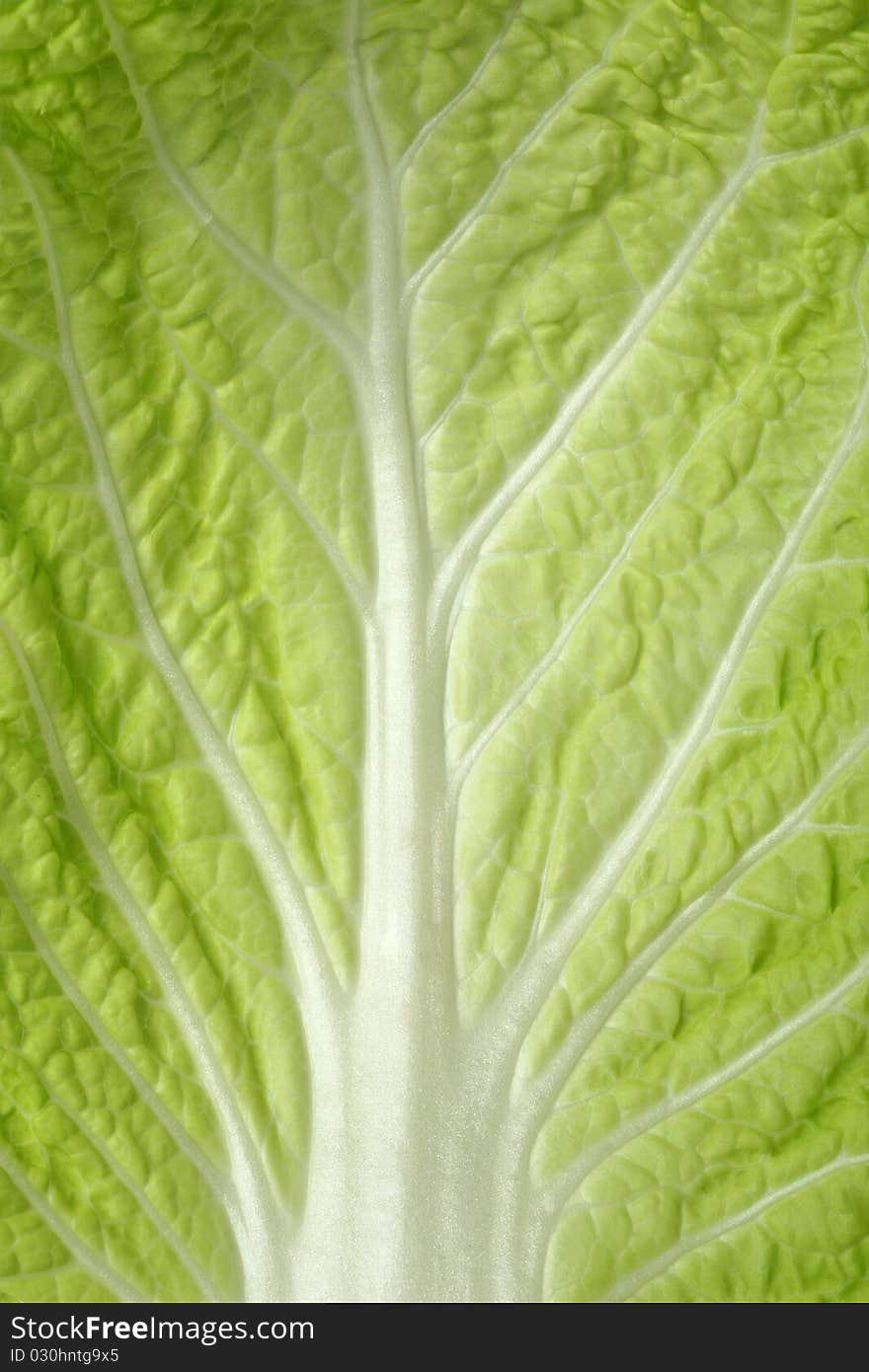 Cabbage sheet close up