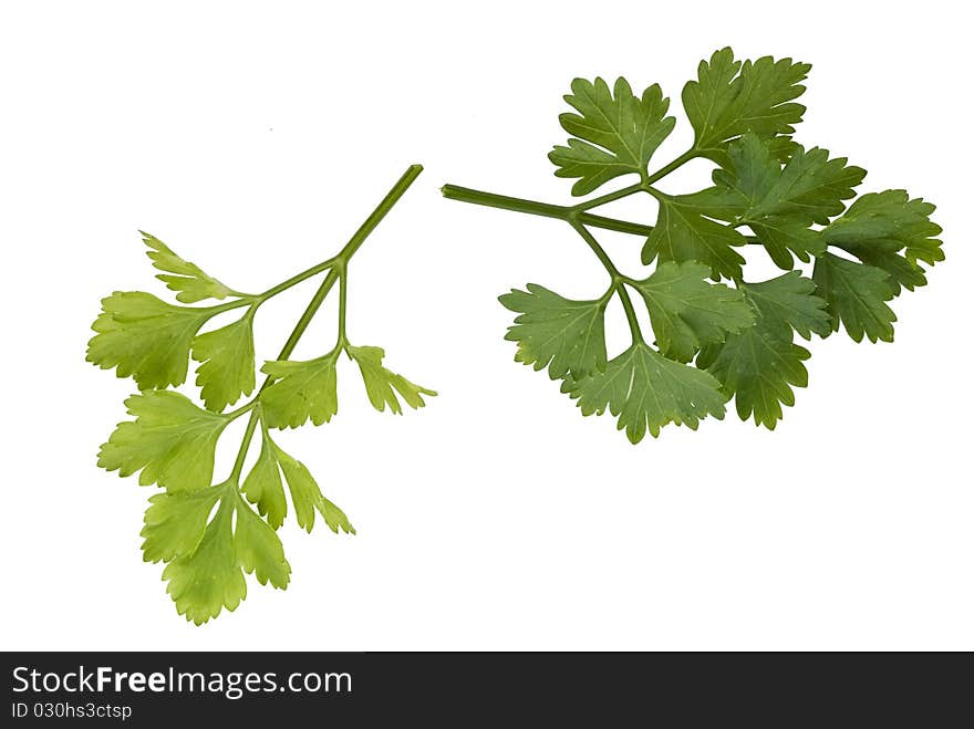 Parsley leaf on white background