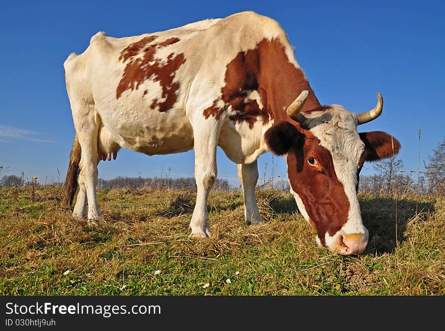 Cow on an autumn pasture