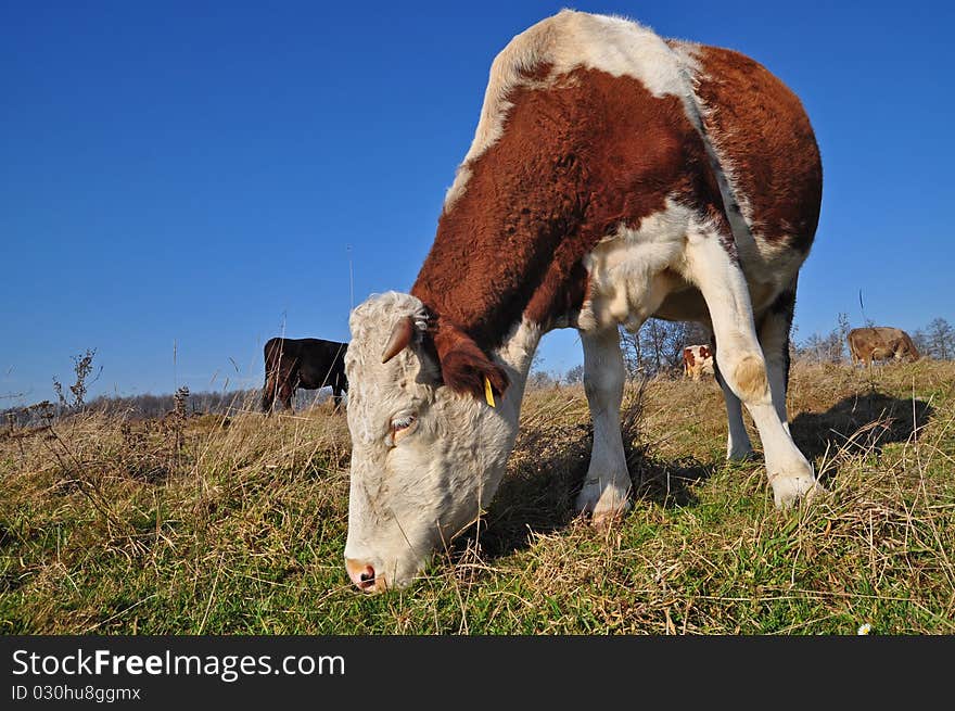 Cow on an autumn pasture