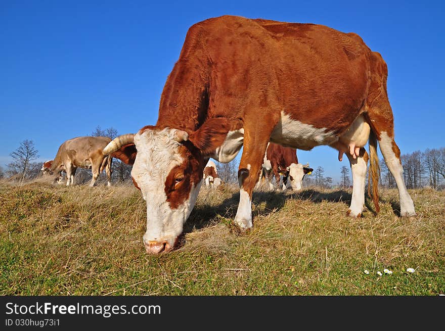 Cow on an autumn pasture