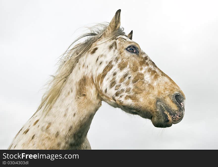 Appaloosa horse