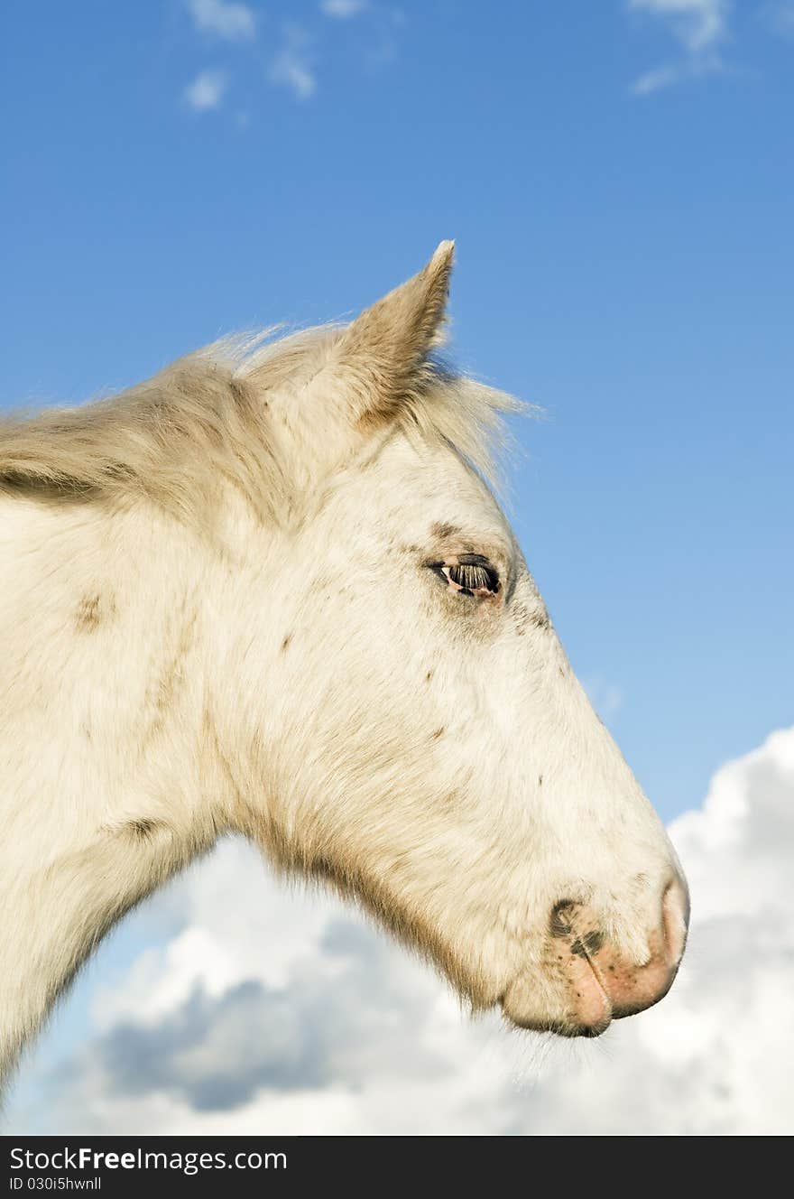 A color portrait of a beautiful white appaloosa foal standing in profile against a blue sky. A color portrait of a beautiful white appaloosa foal standing in profile against a blue sky.