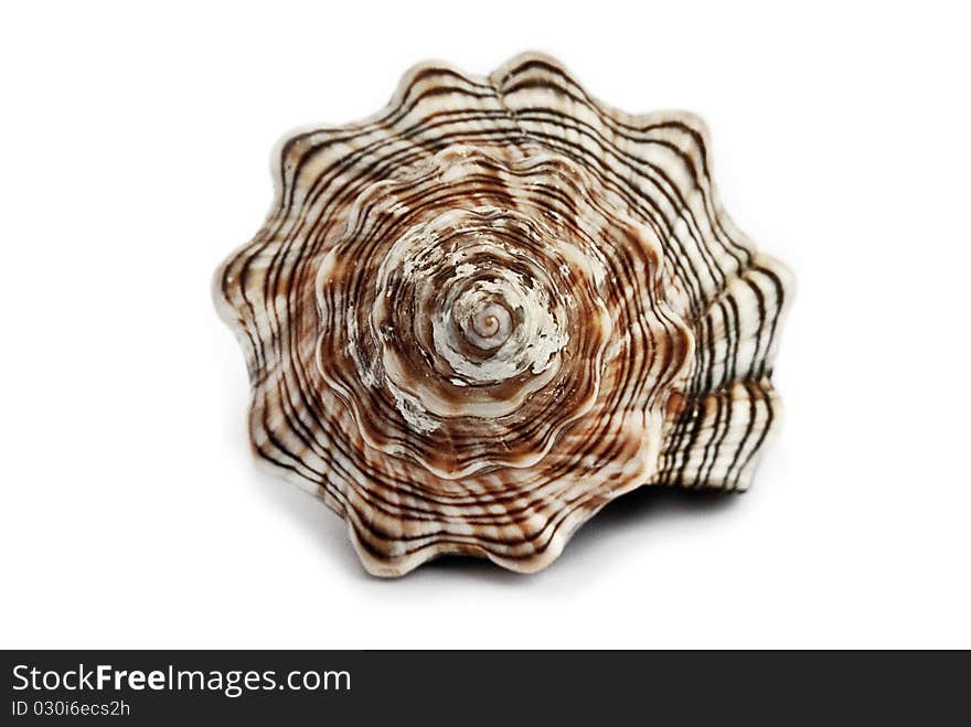 Spiral seashell on white background