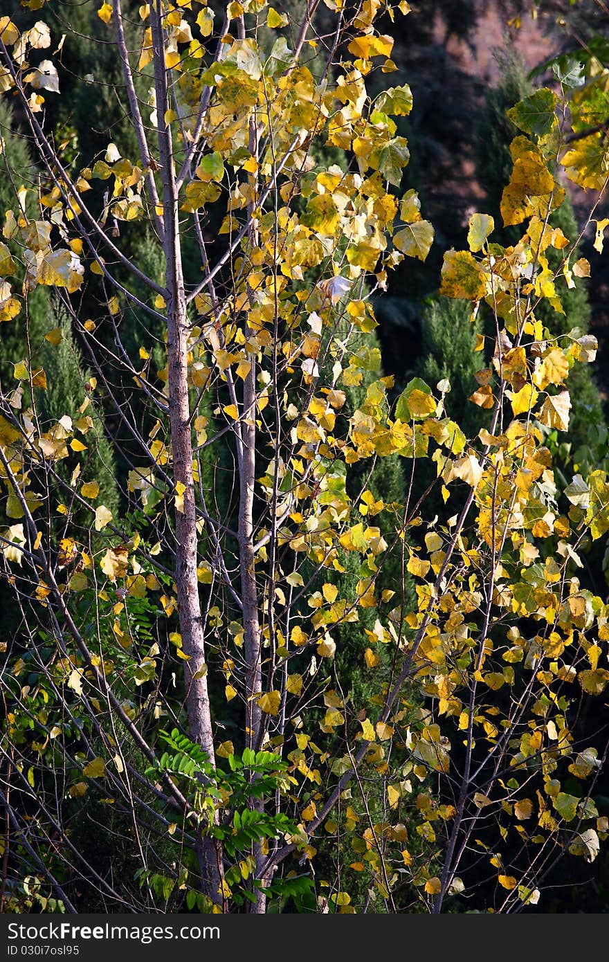 Autumn Tree