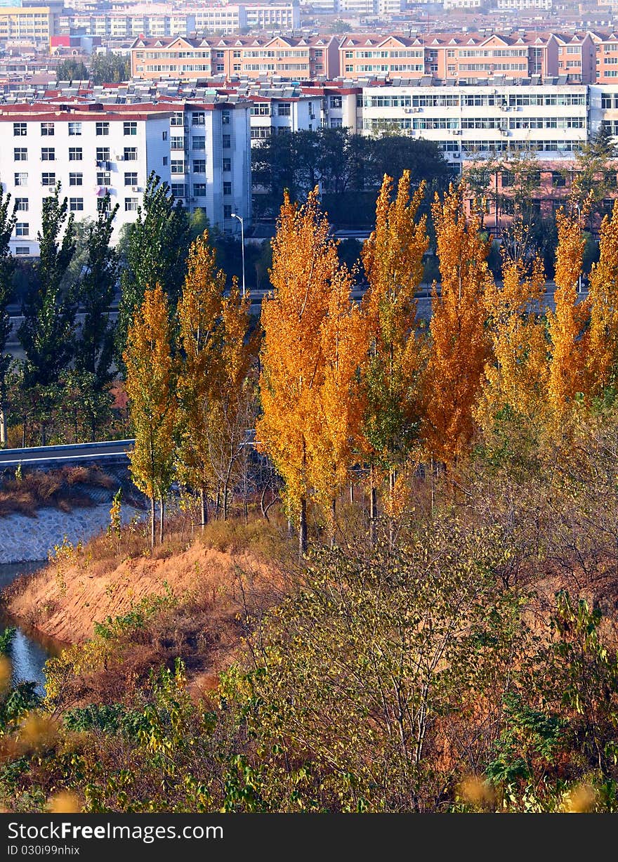 Beautiful autumn landscape, the tree leaves change into yellow. Beautiful autumn landscape, the tree leaves change into yellow.