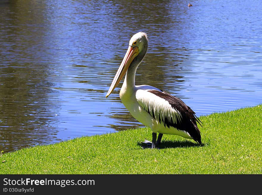 Australian Pelican - Pelecanus Conspicillatus - along the River Torrens, Adelaide, Australia