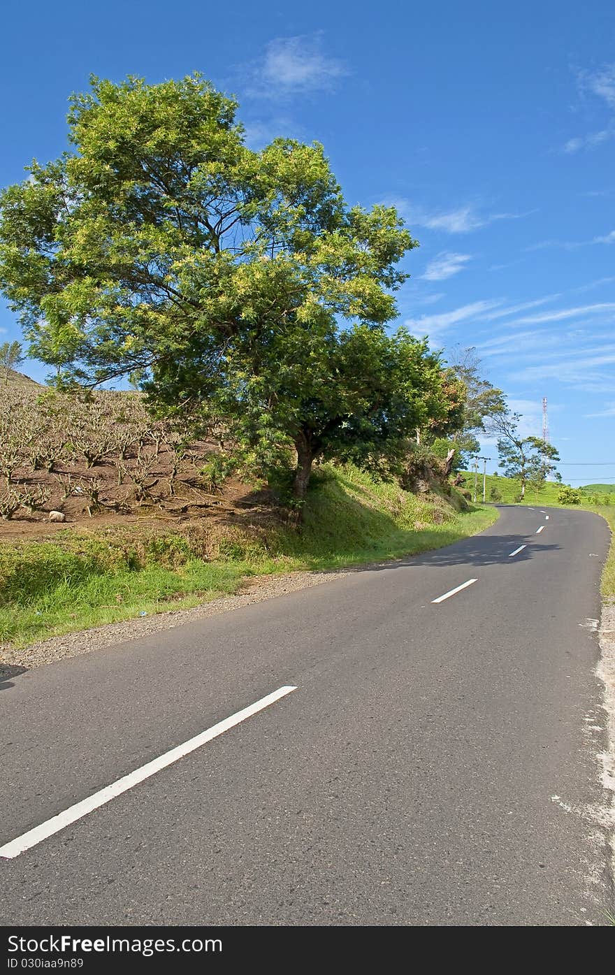 The road and the tree in the countryside