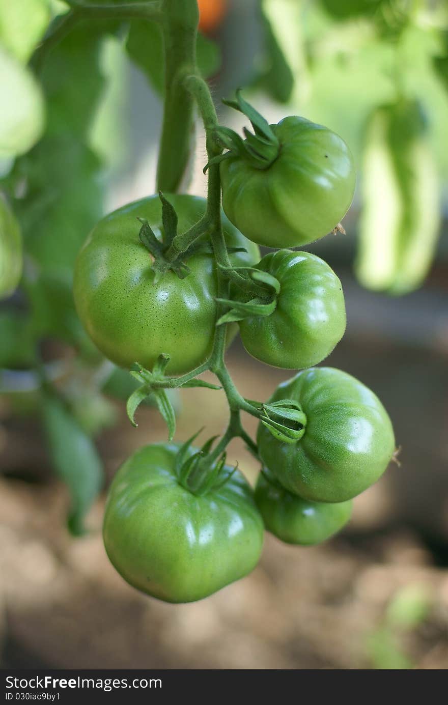 Green Tomatoes