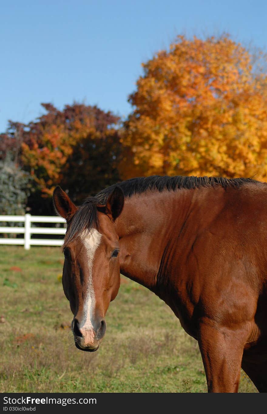 Horse In Autumn Field