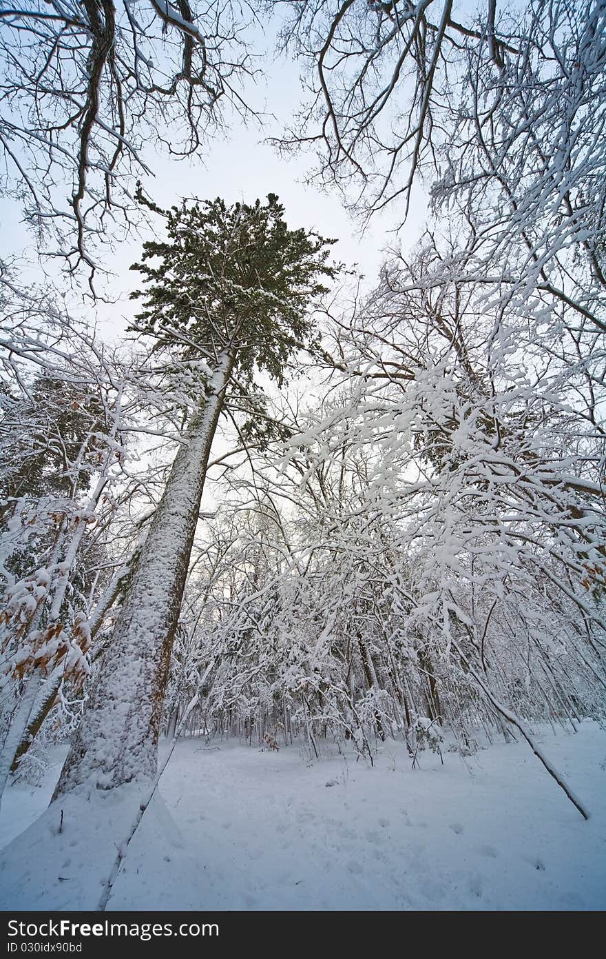 Beautiful lonely tree in winter. Snowy landscape