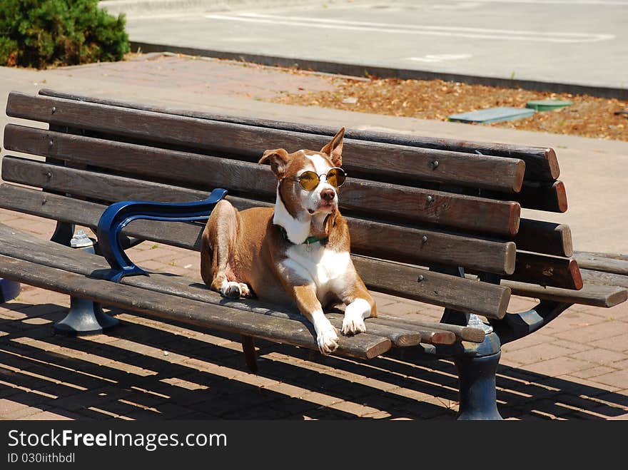 Sunglasses For A Dog