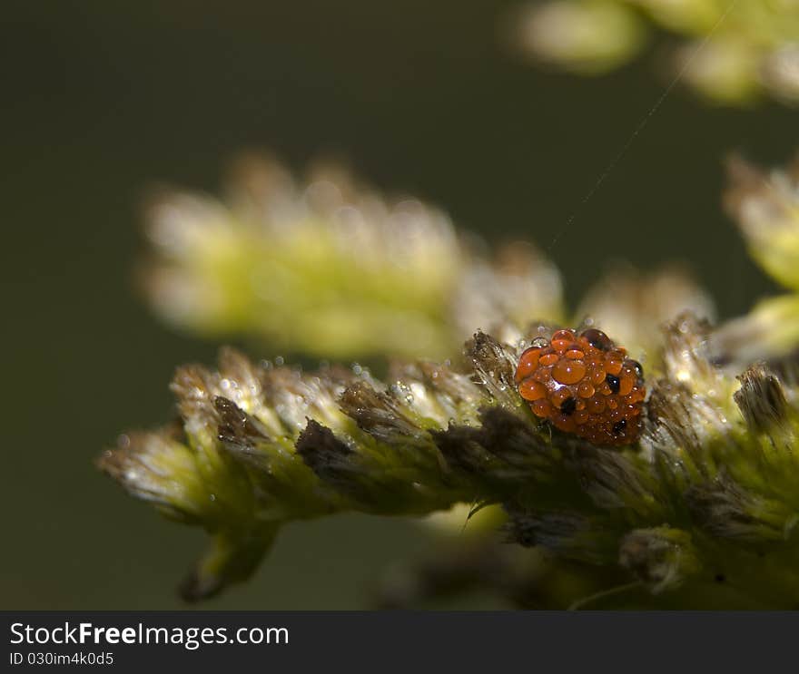 Coccinella septempunctata