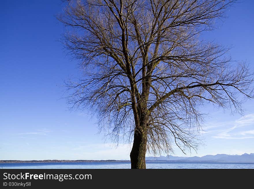 Leafless tree in autumn against blue sky at lake Chiemsee, Bavaria, Germany