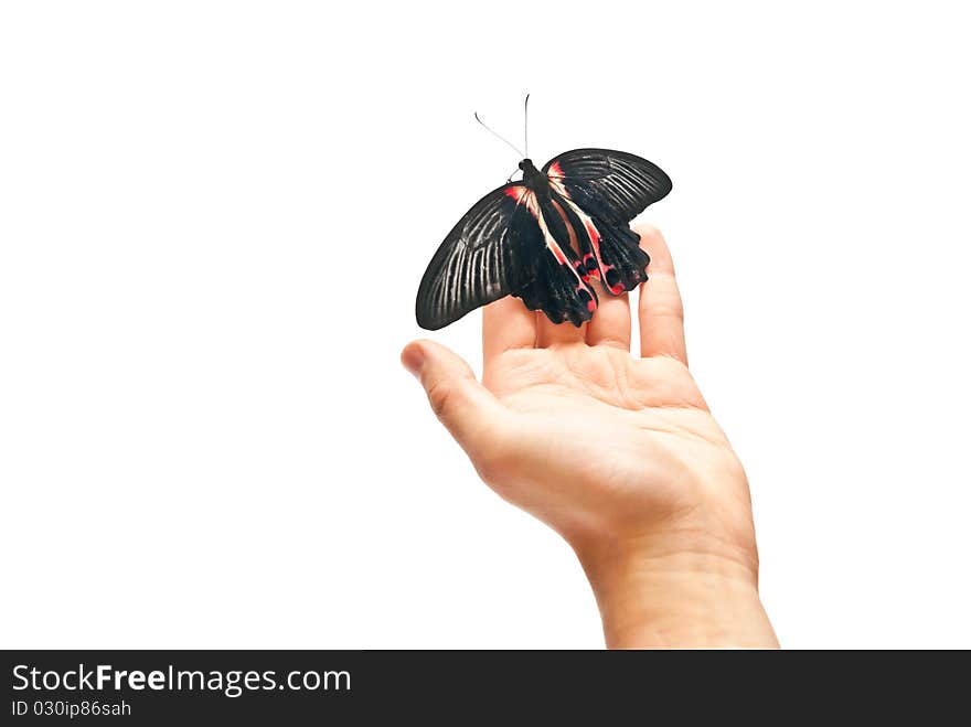 Black and red butterfly on man's hand. Black and red butterfly on man's hand