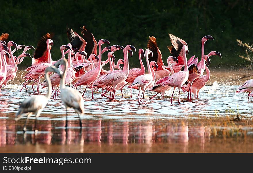 A flock of pink flamingos awaiting takeoff. A flock of pink flamingos awaiting takeoff