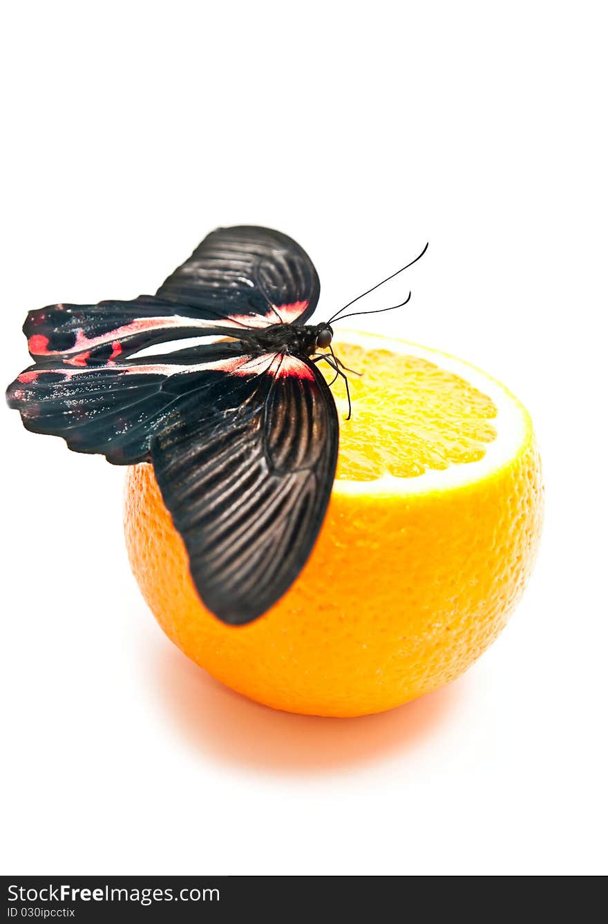 Black and red butterfly on orange. Isolated on white background. Black and red butterfly on orange. Isolated on white background