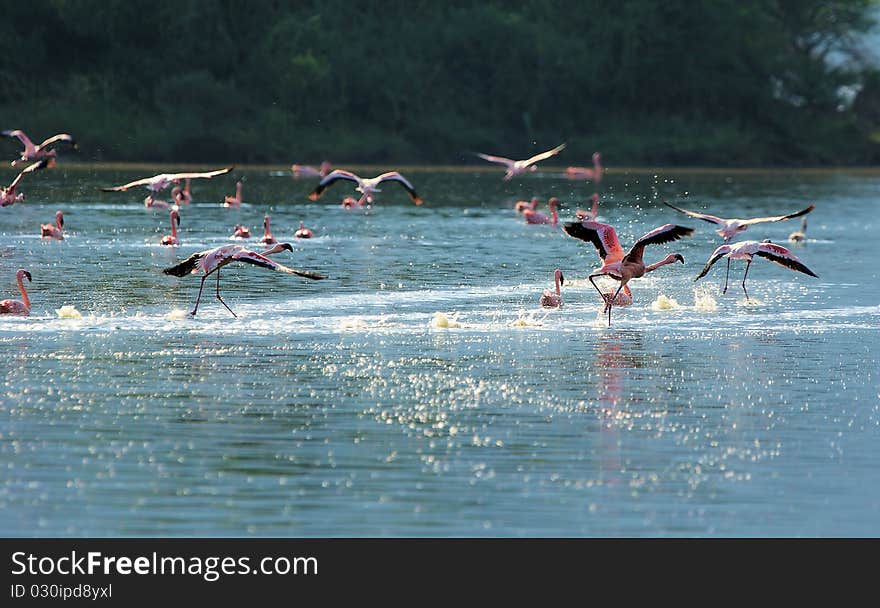 Group of pink flamingos taking off in Kenya. Group of pink flamingos taking off in Kenya