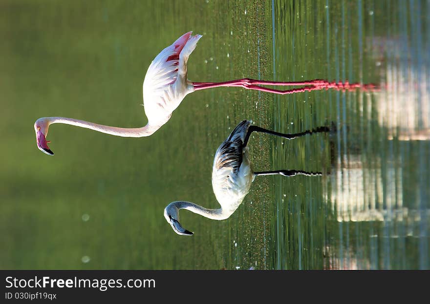 A pair of pink flamingos in the lake looking for food. A pair of pink flamingos in the lake looking for food