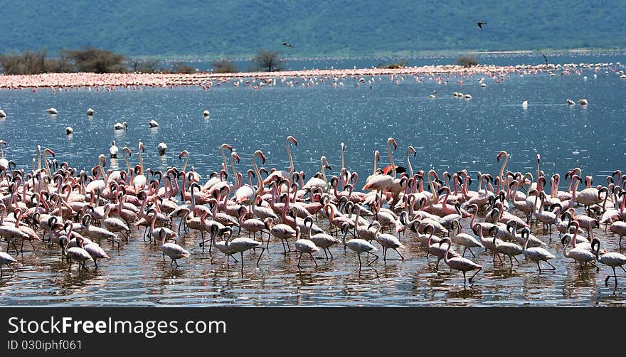 A big group of pink flamingos in the lake looking for food