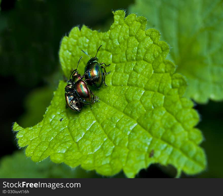 Chrysolina fastuosa three on the leaf beetles