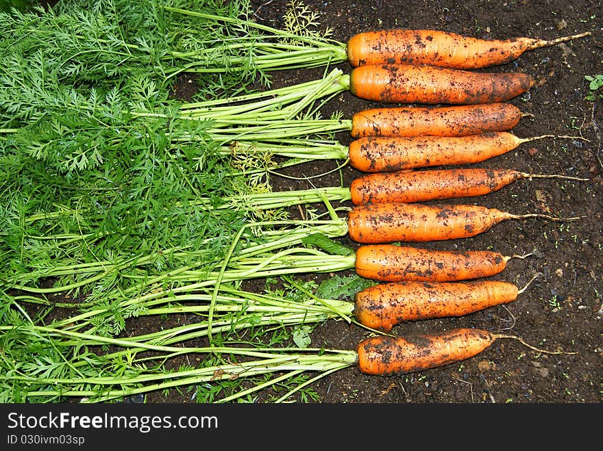 Fresh Organic Carrot