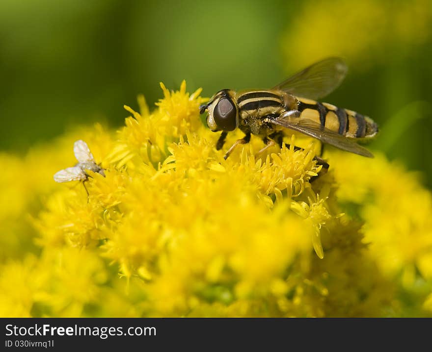 Helophilus pendulus