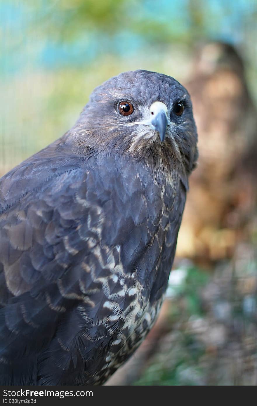 The portrait of predator buzzard