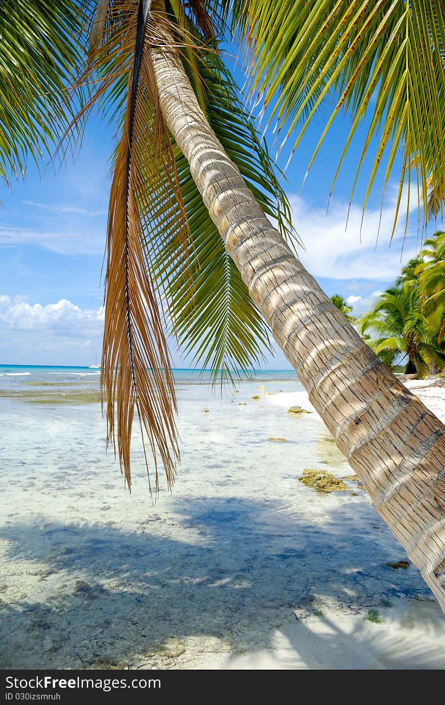 Palm is hanging over beach. Dominican Republic. Palm is hanging over beach. Dominican Republic.