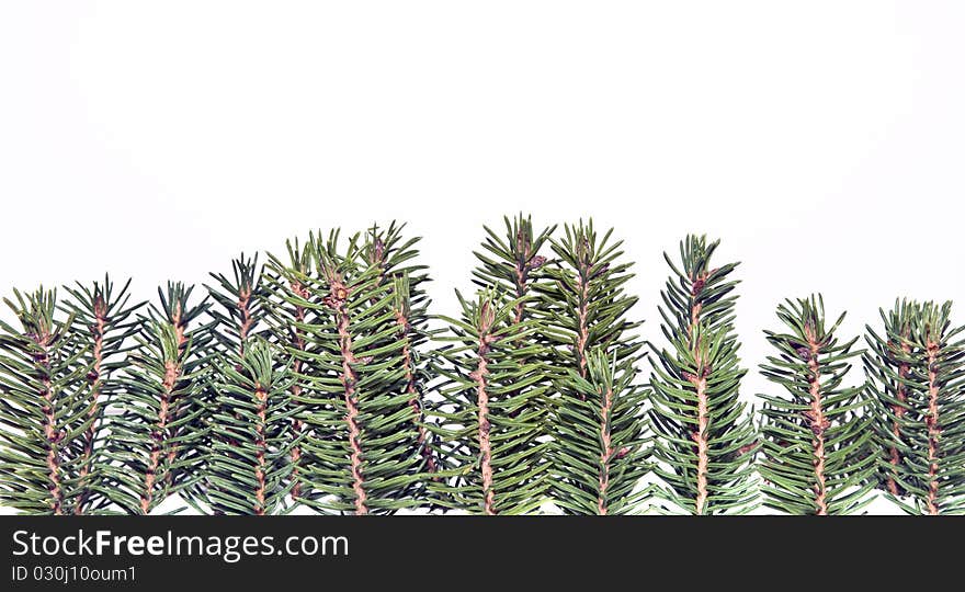 Forest of fir twigs