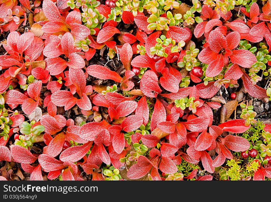 Low brush cranberries are common in northern climates and are very healthy eating. Low brush cranberries are common in northern climates and are very healthy eating