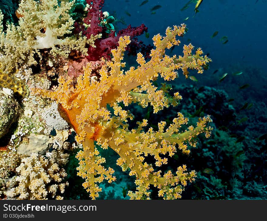 The soft corals of Red Sea. The soft corals of Red Sea