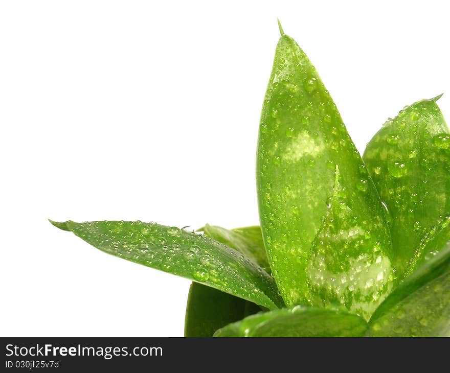 Plant leaves on the white isolate background