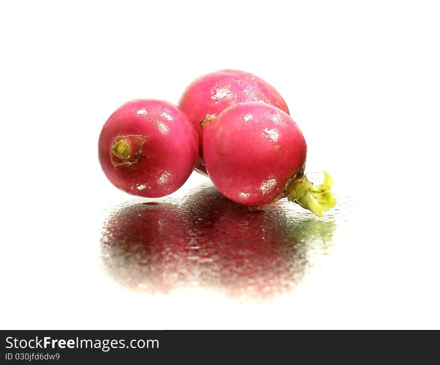 Radish