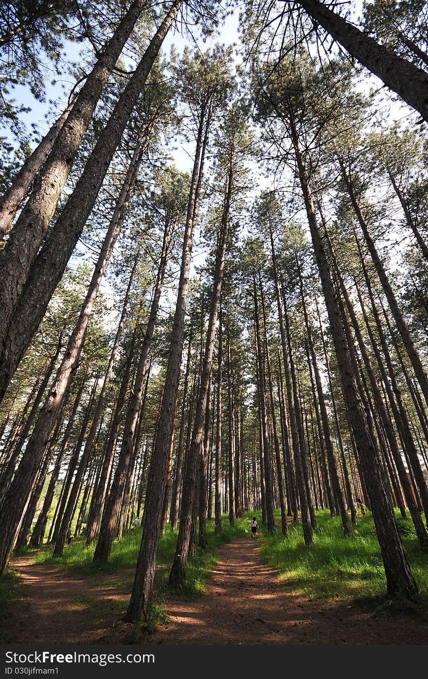 Summertime in a pine forest. Summertime in a pine forest