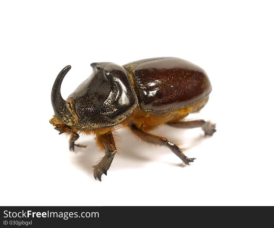 Rhinoceros beetle