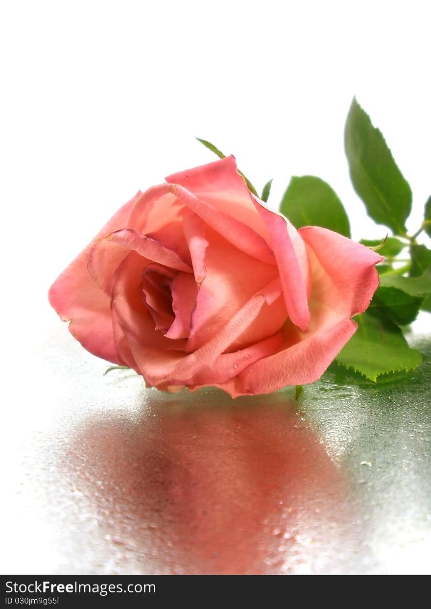 Pink rose on the white background with water drops