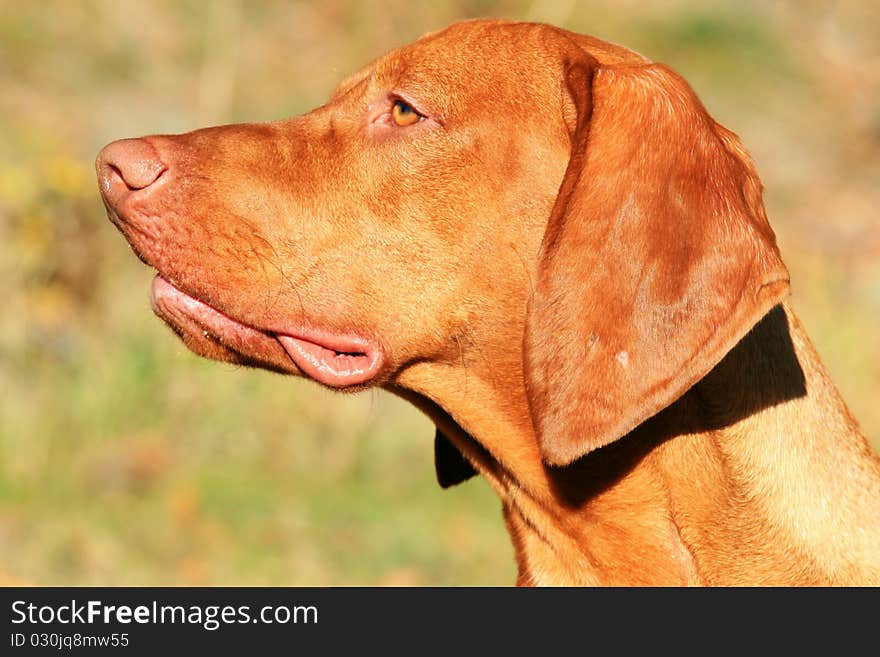 Big brown hungarian hound - portrait. Big brown hungarian hound - portrait