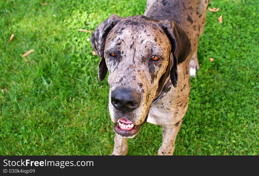 Great dane merle