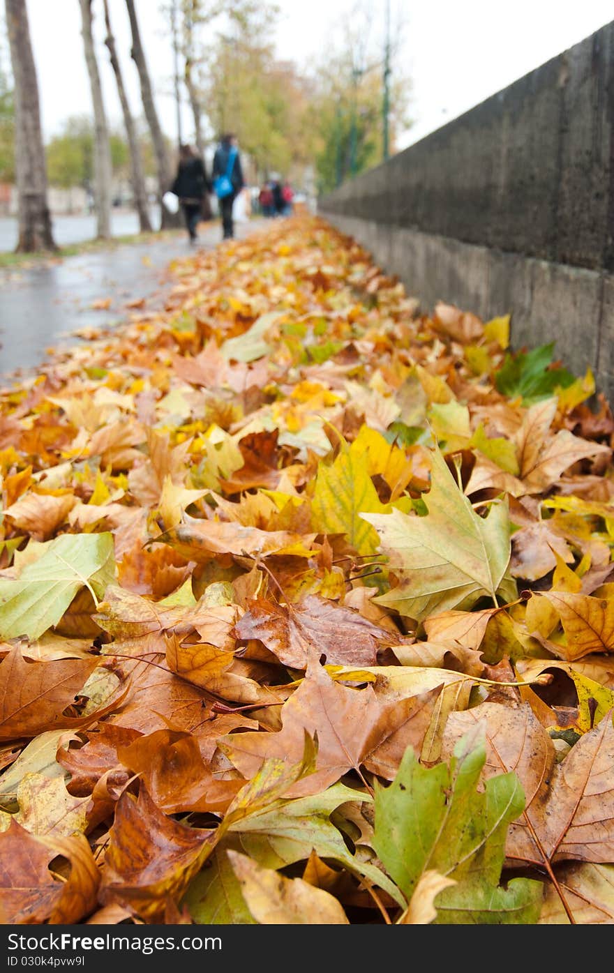 Autumnal Road